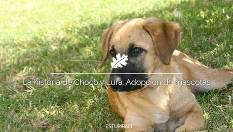 La historia de Choco y Lura. Adopción de mascotas