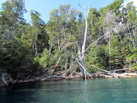 El bosque sumergido de Traful