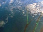 bosque sumergido Traful