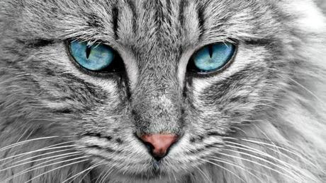 El fanzine 100 grados abre una nueva convocatoria: “Iris”