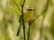 Doradito copetón (Crested Doradito) Pseudocolopteryx sclateri