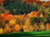 Campanillas esquilas...