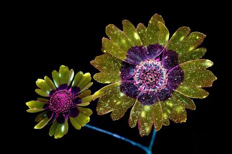 Deslumbrantes imágenes de flores brillantes fotografiadas con fluorescencia ultravioleta