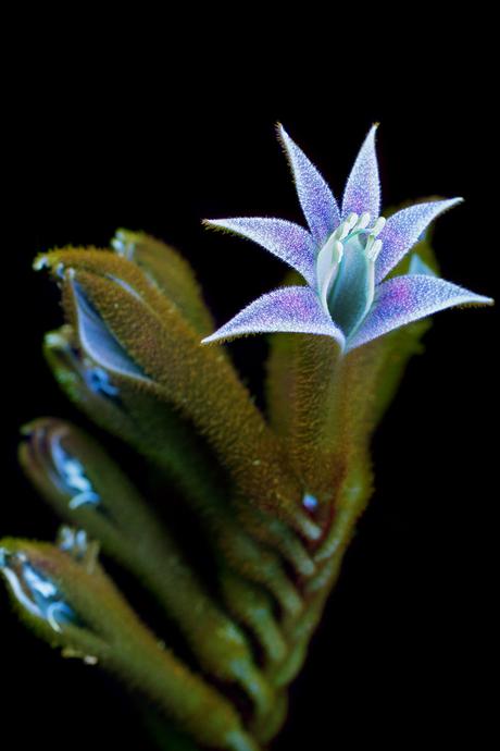 Deslumbrantes imágenes de flores brillantes fotografiadas con fluorescencia ultravioleta