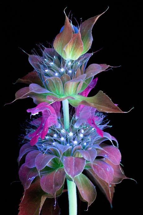 Deslumbrantes imágenes de flores brillantes fotografiadas con fluorescencia  ultravioleta - Paperblog