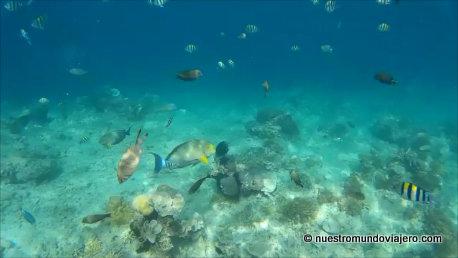 Gili Islands; descubriendo sus fondos marinos