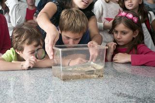 Experimentos, música, reptiles, robots y paracaídas para pasar un verano a pura ciencia