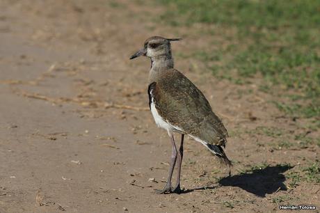 Recorriendo campos montenses (noviembre de  2016)