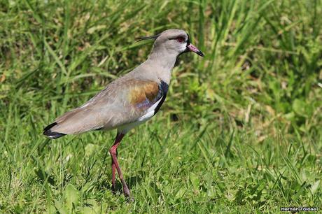 Recorriendo campos montenses (noviembre de  2016)
