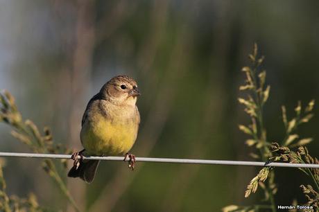 Recorriendo campos montenses (noviembre de  2016)