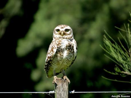 Recorriendo campos montenses (noviembre de  2016)