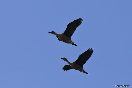 Recorriendo campos montenses (noviembre de  2016)