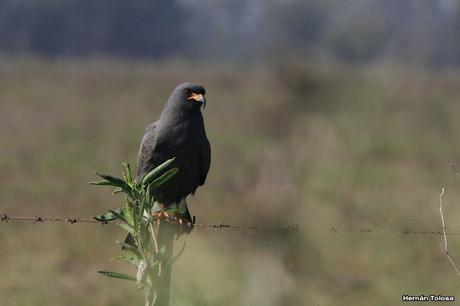 Recorriendo campos montenses (noviembre de  2016)