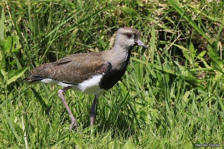 Recorriendo campos montenses (noviembre de  2016)