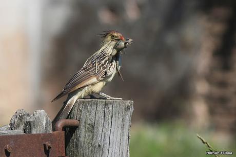 Recorriendo campos montenses (noviembre de  2016)