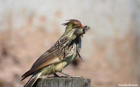Recorriendo campos montenses (noviembre de  2016)