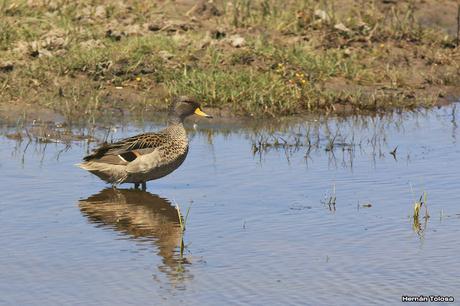 Recorriendo campos montenses (noviembre de  2016)