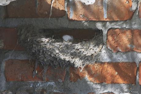 Recorriendo campos montenses (noviembre de  2016)