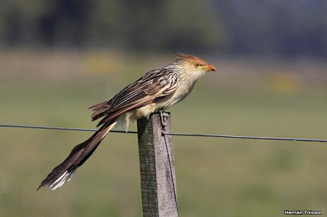 Recorriendo campos montenses (noviembre de  2016)
