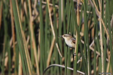 Recorriendo campos montenses (noviembre de  2016)