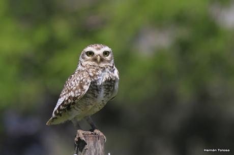 Recorriendo campos montenses (noviembre de  2016)