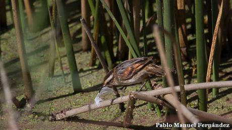 Recorriendo campos montenses (noviembre de  2016)