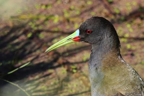 Recorriendo campos montenses (noviembre de  2016)