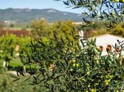 Viñas olivos