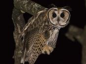Lechuzón orejudo (Striped Owl) Pseudoscops clamator