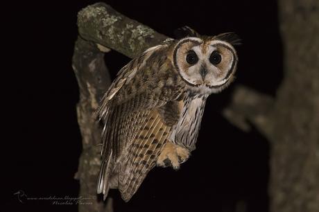 Lechuzón orejudo (Striped Owl) Pseudoscops clamator