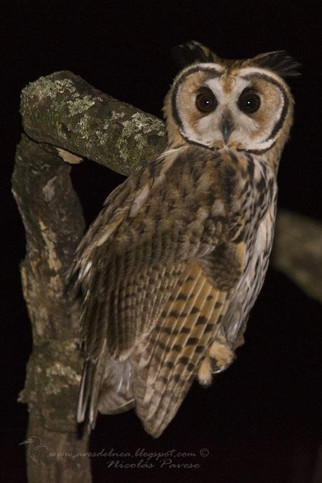 Lechuzón orejudo (Striped Owl) Pseudoscops clamator