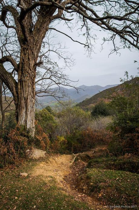  Al llegar al árbol