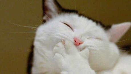 la salud de tu mascota es lo mas importante