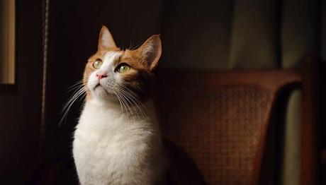 observa bien a tu gato para determinar si tiene sobrepeso