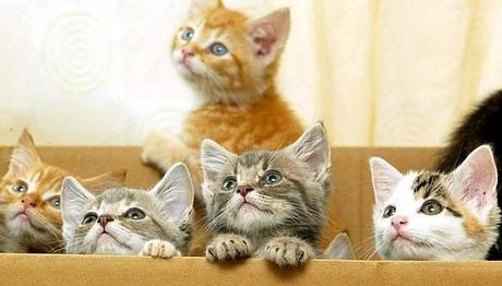 los cachorro tienen distintas prioridades