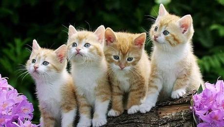 cómo cuidar a un gato