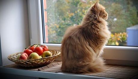 los gatos adultos tienen distintas necesidades