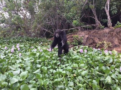 El chimpancé más solitario del mundo abraza a los visitantes después de años de aislamiento en una isla