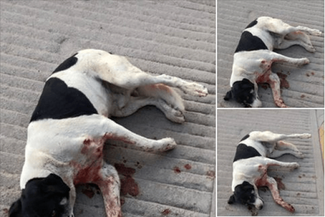 Denuncian persona que balea perros en Cerro de San Pedro