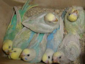 Cómo Cuidar Periquitos Recién Nacidos: Paso A Paso Lo Que Necesitas Saber!