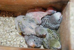 Cómo Cuidar Periquitos Recién Nacidos: Paso A Paso Lo Que Necesitas Saber!