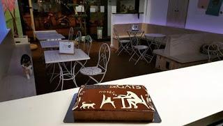 Espai de Gats - Cat Café