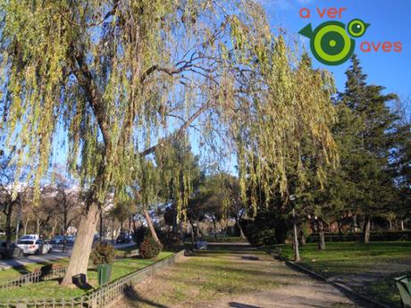 Aves al sol en Alcorcón