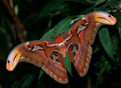 mariposa en fotografia nocturna