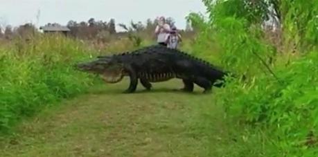 Enorme cocodrilo cruzando un sendero en Florida se vuelve viral