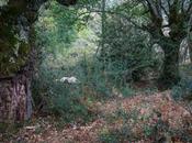 Entre matorrales