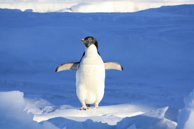 Pingüinos con el cielo en mente