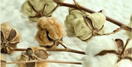 Organic Cotton Colours, algodón ecológico para tirar del hilo. Entrevista a Santi  Mallorquí.