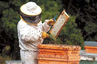 RESEÑA: Historia de las abejas.