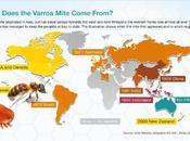 Avance ácaro varroa mundo Advancement mite world.